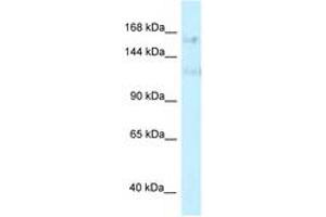 Image no. 1 for anti-PRP40 Pre-mRNA Processing Factor 40 Homolog A (PRPF40A) (AA 851-900) antibody (ABIN6747739) (PRPF40A anticorps  (AA 851-900))