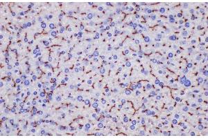Immunohistochemistry of paraffin-embedded Mouse liver using Ceacam1 Polycloanl Antibody at dilution of 1:200 (CEACAM1 anticorps)