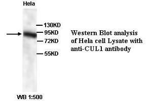 Image no. 1 for anti-Cullin 1 (CUL1) (N-Term) antibody (ABIN791065) (Cullin 1 anticorps  (N-Term))