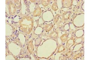 Immunohistochemistry of paraffin-embedded human kidney tissue using ABIN7155991 at dilution of 1:100 (HAGH anticorps  (AA 50-308))