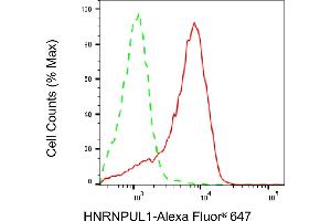 Flow cytometric analysis of HNRNPUL1 expression in HAP-1 cells using HNRNPUL1 antibody (ABIN7798904), 1:2,000). (Recombinant HNRNPUL1 anticorps)