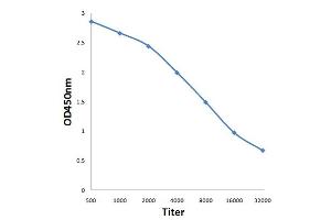 Antigen: 0. (Msk1/2 (AA 49-94) anticorps)