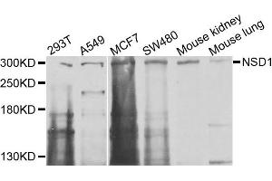 Western blot analysis of extracts of various cells, using NSD1 antibody. (NSD1 anticorps)