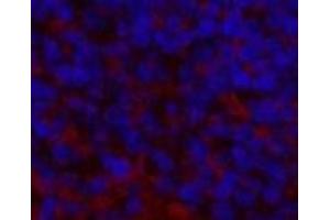 Immunofluorescence analysis of Mouse spleen tissue using ENO2 Monoclonal Antibody at dilution of 1:200.