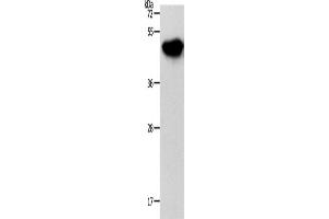 Western Blotting (WB) image for anti-NDRG Family Member 3 (NDRG3) antibody (ABIN2426721)