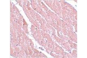 Immunohistochemistry of ATG13 in mouse heart with ATG13 antibody at 5 μg/ml. (ATG13 anticorps  (C-Term))