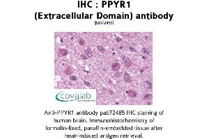 Image no. 1 for anti-Neuropeptide Y Receptor Y4 (NPY4R) (2nd Extracellular Domain) antibody (ABIN1738312) (NPY4R anticorps  (2nd Extracellular Domain))