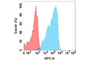 Flow cytometry analysis with Anti-TG on Expi293 cells transfected with human TG (Blue histogram) or Expi293 transfected with irrelevant protein (Red histogram).