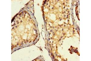 Immunohistochemistry of paraffin-embedded human testis tissue using ABIN7143055 at dilution of 1:100