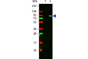 Anti-AKT pT308 Monoclonal Antibody DL549 Conjugated - Western Blot.