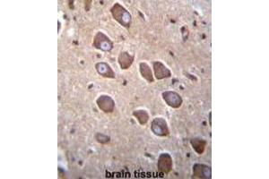 Immunohistochemistry (IHC) image for anti-Protocadherin alpha 3 (PCDHA3) antibody (ABIN2996548) (PCDHA3 anticorps)