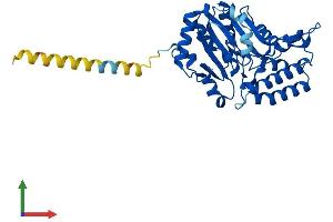 AlphaFold protein structure predicition of Mouse Recombinant Nt5c3a Protein, UniprotID Q9D020