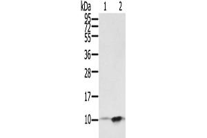 Western Blotting (WB) image for anti-S100 Calcium Binding Protein P (S100P) antibody (ABIN2430788) (S100P anticorps)