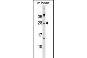 MSC Antibody (C-term) (ABIN1536771 and ABIN2849429) western blot analysis in mouse heart tissue lysates (35 μg/lane). (Musculin anticorps  (C-Term))