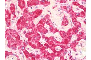 Anti-UQCRC1 antibody IHC staining of human liver.