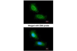 ICC/IF Image Immunofluorescence analysis of paraformaldehyde-fixed HeLa, using CCDC68, antibody at 1:200 dilution.