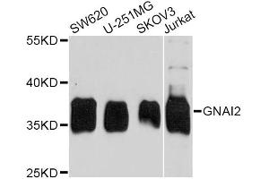 Western blot analysis of extracts of various cell lines, using GNAI2 antibody. (GNAI2 anticorps)