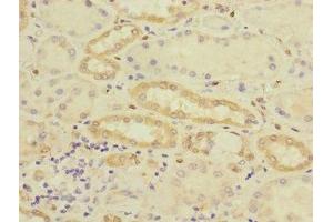 Immunohistochemistry of paraffin-embedded human kidney tissue using ABIN7149055 at dilution of 1:100 (CRIP2 anticorps  (AA 1-208))