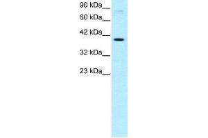 Human HepG2; WB Suggested Anti-KIN Antibody Titration: 0. (KIN anticorps  (Middle Region))