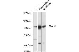 Western blot analysis of extracts of various cell lines, using  antibody (ABIN6129935, ABIN6137162, ABIN6137164 and ABIN6216285) at 1:1000 dilution. (ASAH2 anticorps  (AA 80-340))