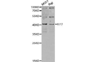 Western blot analysis of extracts of various cell lines, using ILF2 antibody. (ILF2 anticorps)