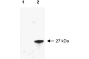 Western blot of RFP recombinant protein detected with RFP polyclonal antibody . (RFP anticorps)