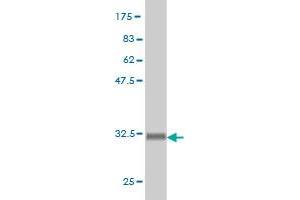 Western Blot detection against Immunogen (33.