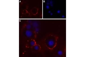 Expression of P2RX4 in rat pheochromocytoma cell line (PC12)Cell surface detection of P2RX4 in intact living PC12 cells.