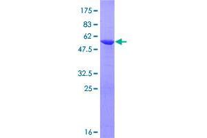 Image no. 1 for OTU Domain, Ubiquitin Aldehyde Binding 2 (OTUB2) (AA 1-234) protein (GST tag) (ABIN1313749)