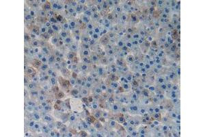 IHC-P analysis of tissue, with DAB staining. (GDF1 anticorps  (AA 183-357))