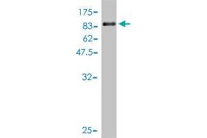 Western Blot detection against Immunogen (94. (FANCG anticorps  (AA 1-622))