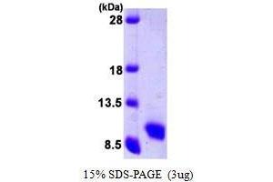 Chemokine (C-C Motif) Ligand 5 (CCL5) (AA 24-91) peptide