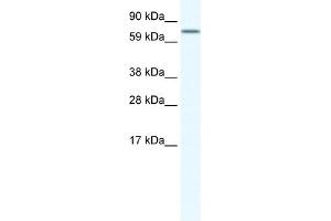WB Suggested Anti-MEF2A Antibody Titration:  2. (MEF2A anticorps  (N-Term))