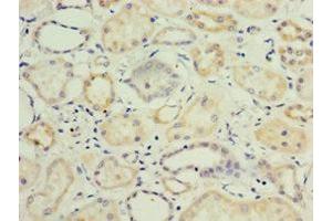 Immunohistochemistry of paraffin-embedded human kidney tissue using ABIN7157726 at dilution of 1:100