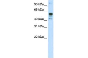 Western Blotting (WB) image for anti-Nuclear Factor (erythroid-Derived 2)-Like 2 (NFE2L2) antibody (ABIN2461777) (NRF2 anticorps)