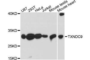 Western blot analysis of extracts of various cell lines, using TXNDC9 antibody. (TXNDC9 anticorps)