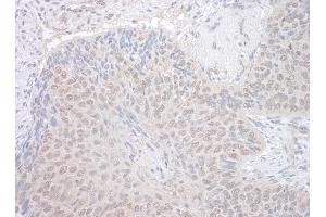 Immunohistochemistry (IHC) image for anti-NEK7 (NEK7) (AA 1-50) antibody (ABIN7448686)