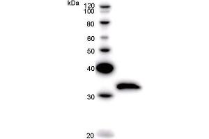 Western Blotting (WB) image for anti-TAF15 RNA Polymerase II, TATA Box Binding Protein (TBP)-Associated Factor, 68kDa (TAF15) antibody (ABIN930957)