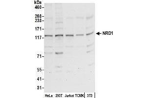 anti-Nardilysin (N-Arginine Dibasic Convertase) (NRD1) (AA 275-325) antibody