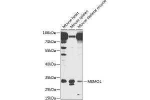 Western blot analysis of extracts of various cell lines, using MEMO1 antibody  at 1:1000 dilution. (MEMO1 anticorps  (AA 1-297))