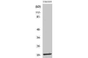 Western Blotting (WB) image for anti-Mitochondrial Ribosomal Protein L12 (MRPL12) (Internal Region) antibody (ABIN3185642)
