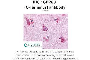 Image no. 1 for anti-G Protein-Coupled Receptor 68 (GPR68) (C-Term) antibody (ABIN1735156) (GPR68 anticorps  (C-Term))