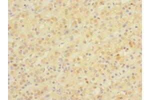 Immunohistochemistry of paraffin-embedded human adrenal gland tissue using ABIN7161998 at dilution of 1:100 (NPM2 anticorps  (AA 1-136))