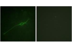 Immunofluorescence analysis of NIH-3T3 cells, using Syntaxin 1A (Phospho-Ser14) Antibody. (STX1A anticorps  (pSer14))