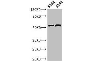 Western Blot Positive WB detected in: K562 whole cell lysate, A549 whole cell lysate All lanes: CELF2 antibody at 3 μg/mL Secondary Goat polyclonal to rabbit IgG at 1/50000 dilution Predicted band size: 55, 53, 56 kDa Observed band size: 55 kDa (CELF2 anticorps  (AA 291-381))