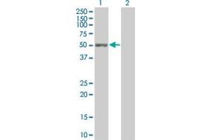Western Blot analysis of C9orf68 expression in transfected 293T cell line by C9orf68 MaxPab polyclonal antibody. (C9orf68 anticorps  (AA 1-392))
