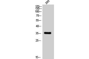 Western Blot analysis of 293 cells using Phospho-DOR-1 (S363) Polyclonal Antibody