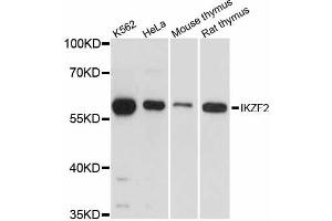 Western blot analysis of extracts of various cell lines, using IKZF2 antibody (ABIN6292362) at 1:3000 dilution. (IKZF2 anticorps)