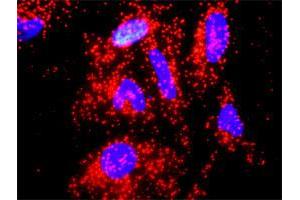 Proximity Ligation Analysis of protein-protein interactions between IL10 and A2M.