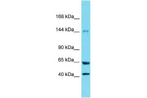 Western Blotting (WB) image for anti-Xanthine Dehydrogenase (XDH) (N-Term) antibody (ABIN2789448)